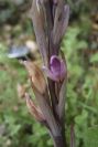 2006-04-15-048-Limodorum
