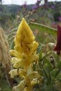 2006-04-15-063-Orobanche