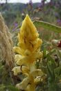 2006-04-15-064-Orobanche