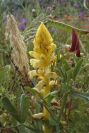 2006-04-15-065-Orobanche