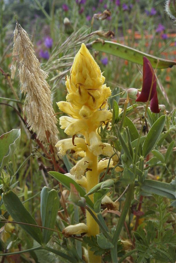 2006-04-15-065-Orobanche