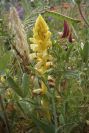 2006-04-15-066-Orobanche