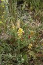 2006-04-15-067-Orobanche
