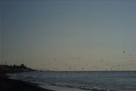 2006-12-22-001-Gulls
