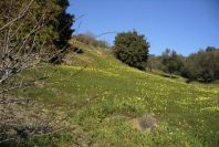 2006-12-22-003-Meadow