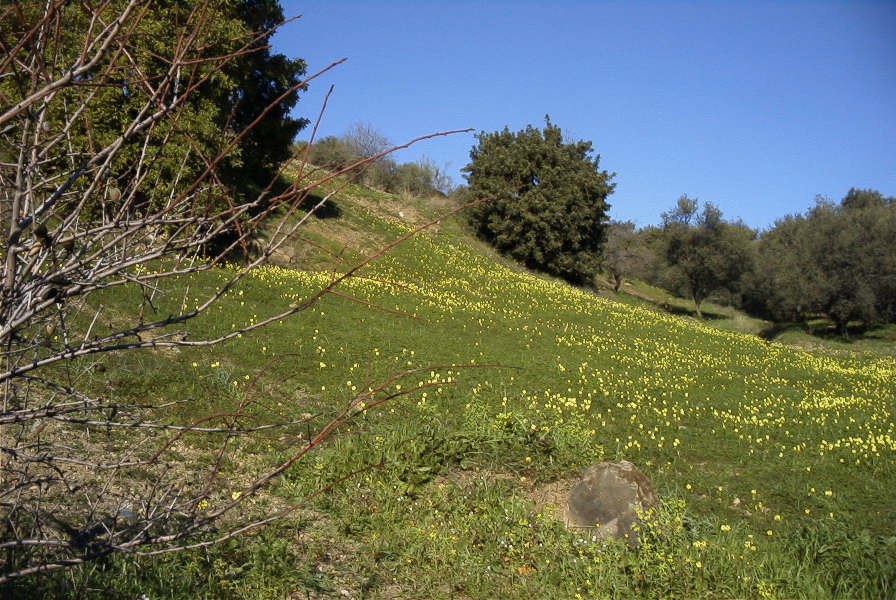 2006-12-22-003-Meadow