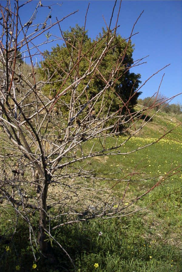 2006-12-22-004-Almond-Tree