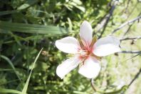 2006-12-22-005-Almond-Blossom