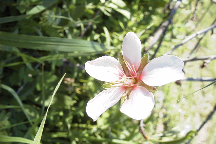 2006-12-22-005-Almond-Blossom