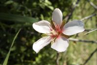 2006-12-22-006-Almond-Blossom