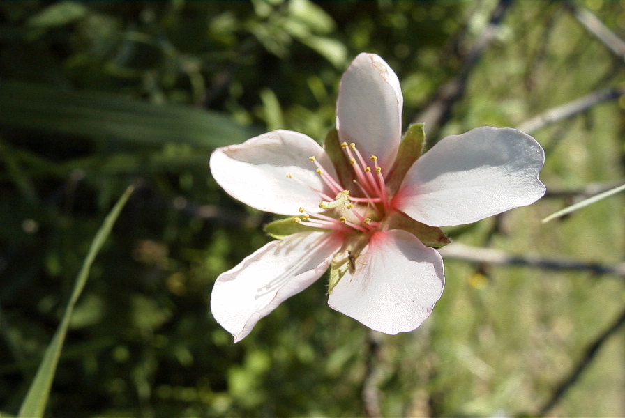 2006-12-22-006-Almond-Blossom