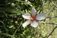 2006-12-22-007-Almond-Blossom
