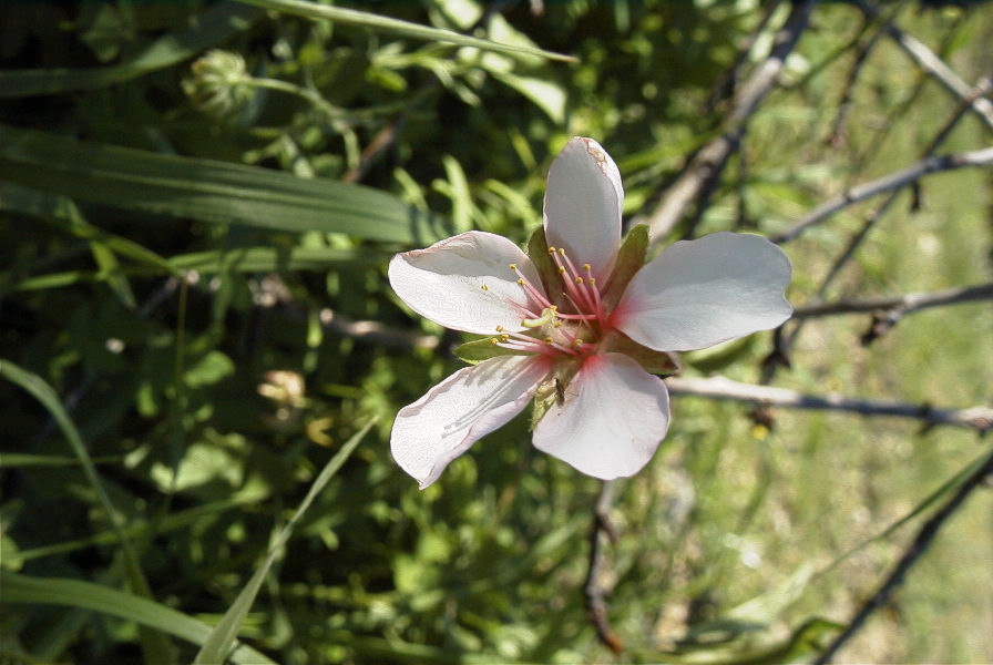 2006-12-22-007-Almond-Blossom
