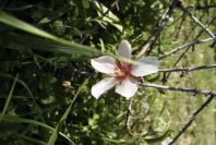 2006-12-22-008-Almond-Blossom