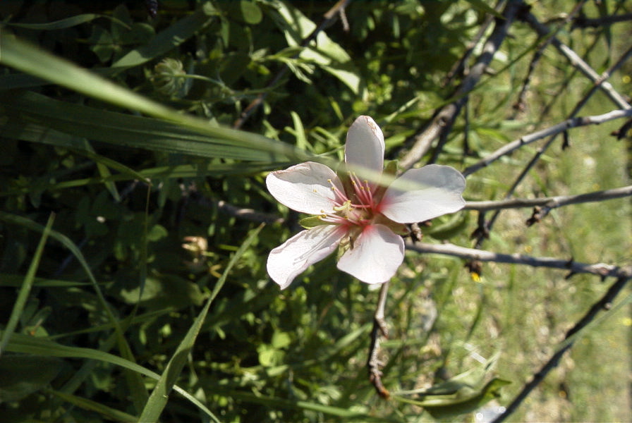2006-12-22-008-Almond-Blossom