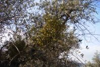 2006-12-22-022-Viscum-Cruciatum-mistletoe