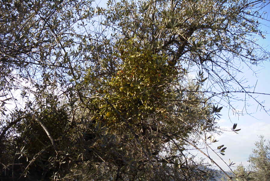 2006-12-22-022-Viscum-Cruciatum-mistletoe