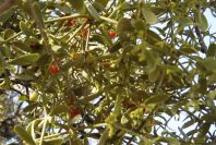 2006-12-22-024-Viscum-Cruciatum-mistletoe