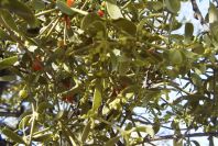 2006-12-22-025-Viscum-Cruciatum-mistletoe