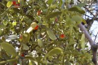 2006-12-22-026-Viscum-Cruciatum-mistletoe