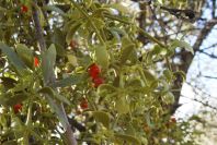 2006-12-22-027-Viscum-Cruciatum-mistletoe