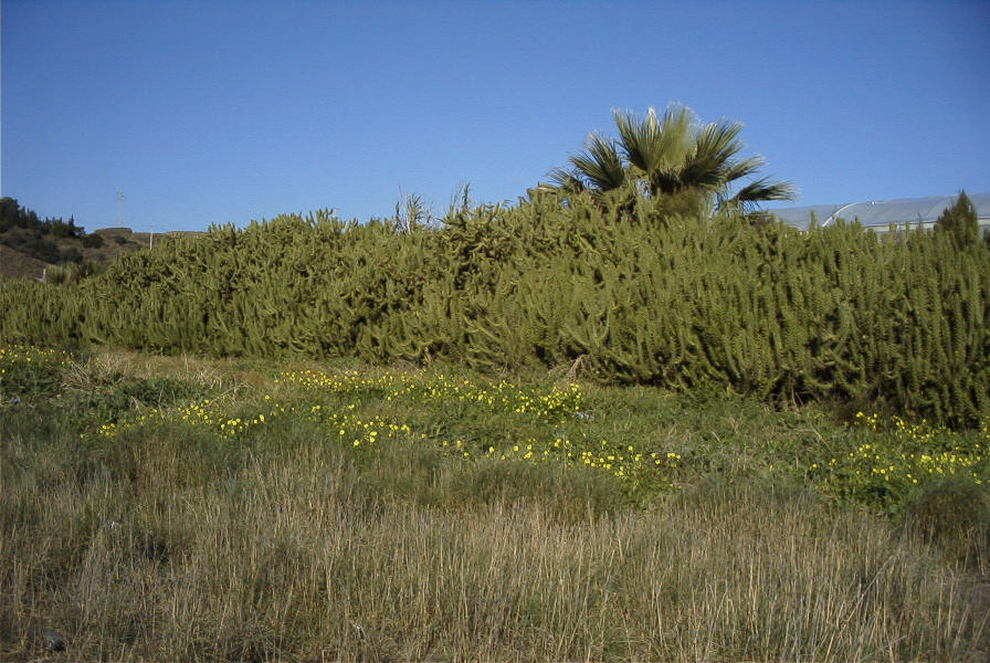 2006-12-24-025-Beach