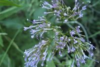 2006-12-27-013-Unknown-plant