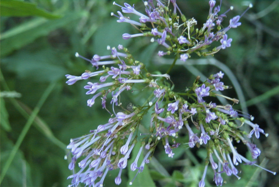 2006-12-27-013-Unknown-plant