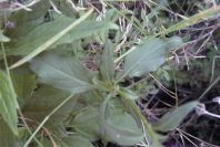 2006-12-27-014-Unknown-plant