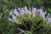 2006-12-27-016-Unknown-plant