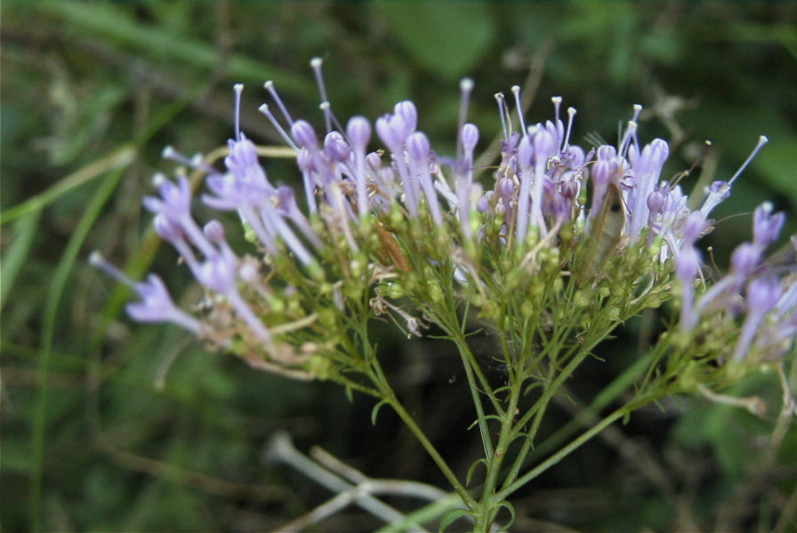 2006-12-27-016-Unknown-plant