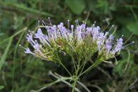 2006-12-27-017-Unknown-plant