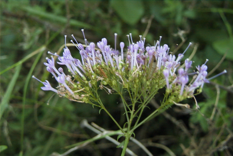 2006-12-27-017-Unknown-plant