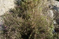 2006-12-27-018-Thyme
