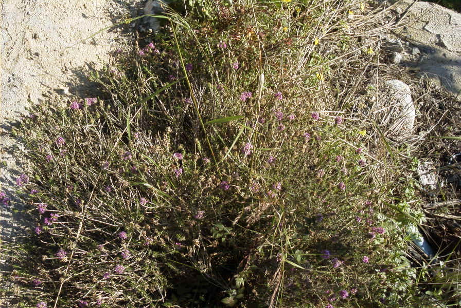 2006-12-27-018-Thyme