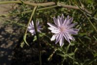 2006-12-27-019-Unknown-plant