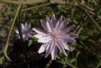 2006-12-27-020-Unknown-plant