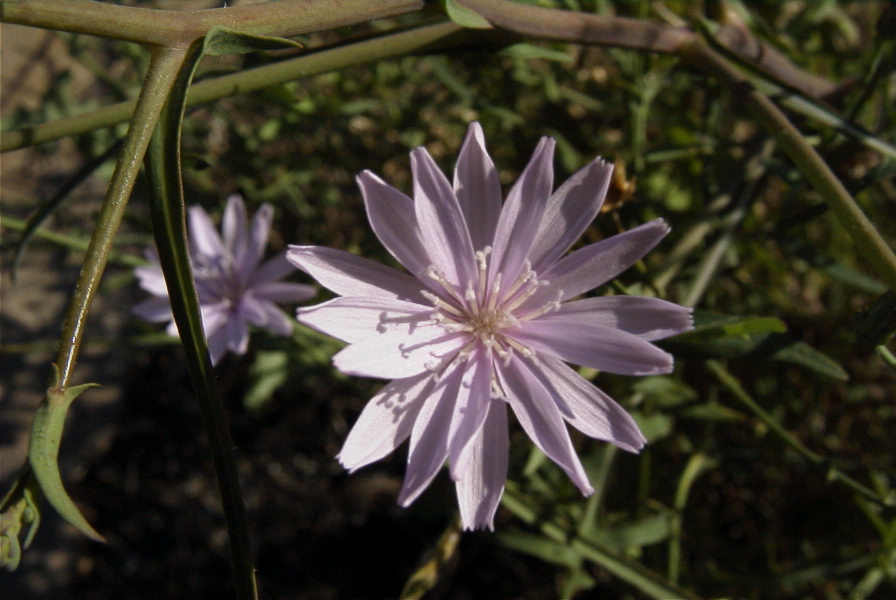 2006-12-27-020-Unknown-plant
