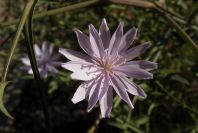 2006-12-27-021-Unknown-plant