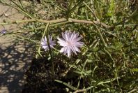 2006-12-27-022-Unknown-plant