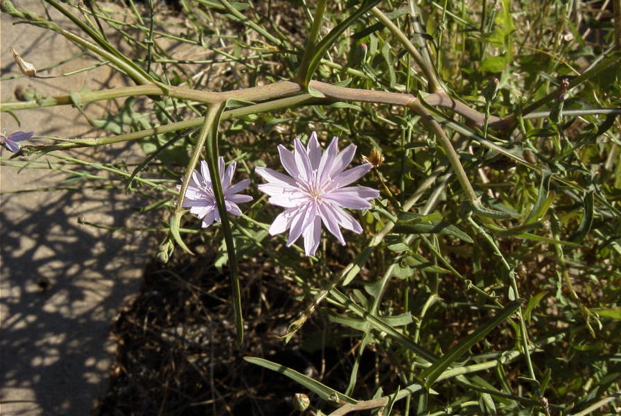 2006-12-27-022-Unknown-plant