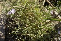 2006-12-27-023-Unknown-plant