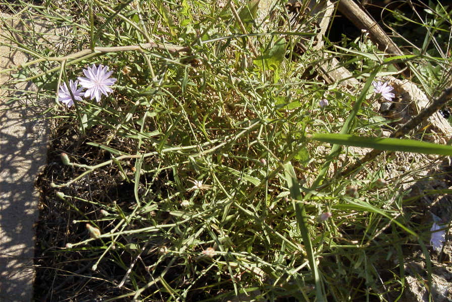 2006-12-27-023-Unknown-plant