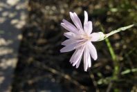 2006-12-27-024-Unknown-plant
