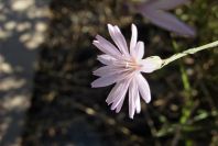 2006-12-27-025-Unknown-plant