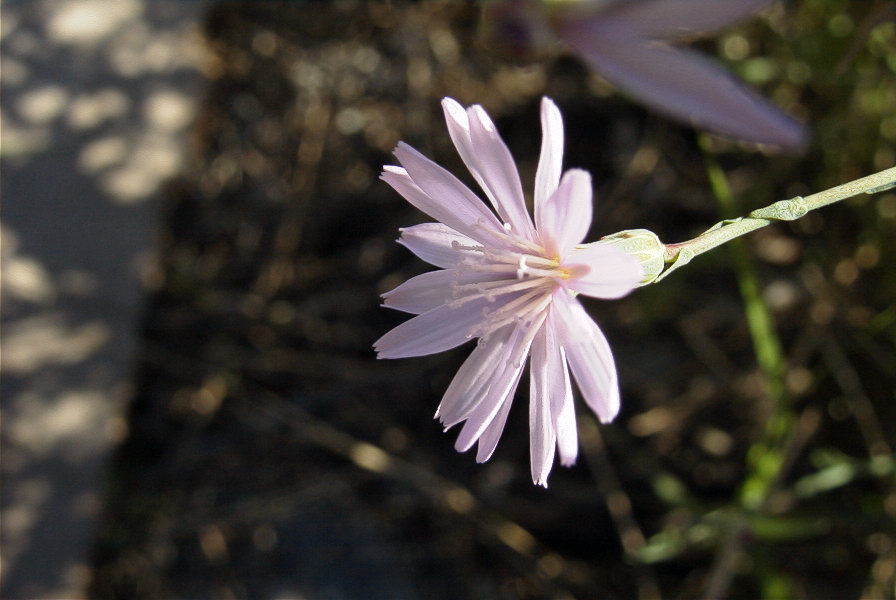 2006-12-27-025-Unknown-plant