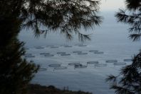 2006-12-29-006-Fish-Farming