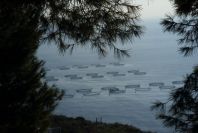 2006-12-29-009-Fish-Farming
