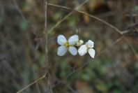 2006-12-31-001-Unknown-crucifer