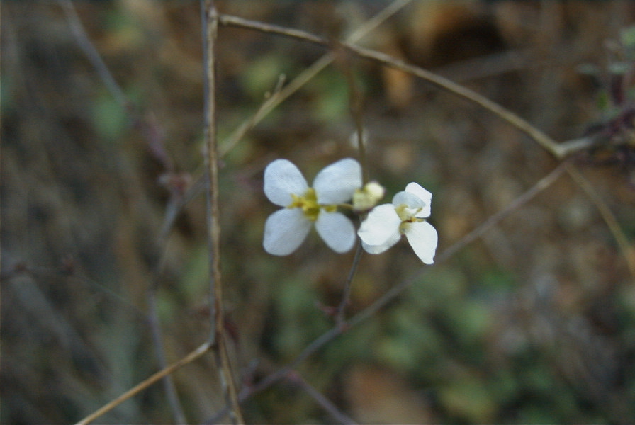 2006-12-31-001-Unknown-crucifer
